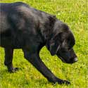 Hund - Copyright Sylvia Horst